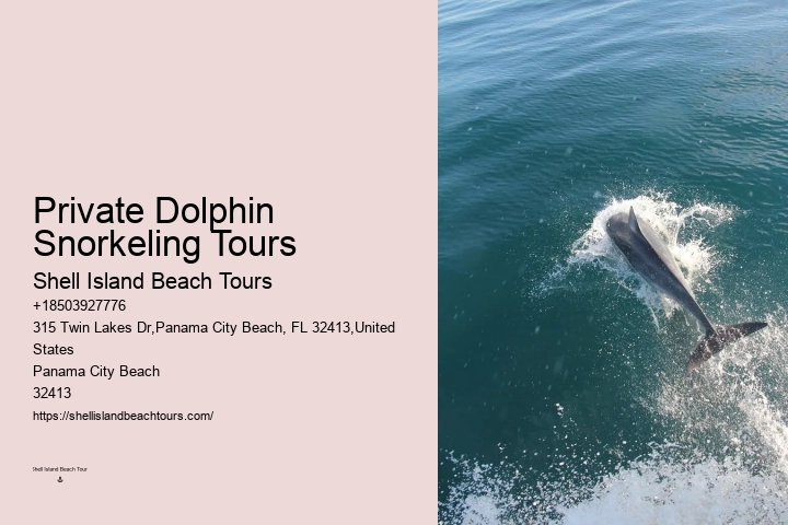 2 Hours Private Dolphin Tour