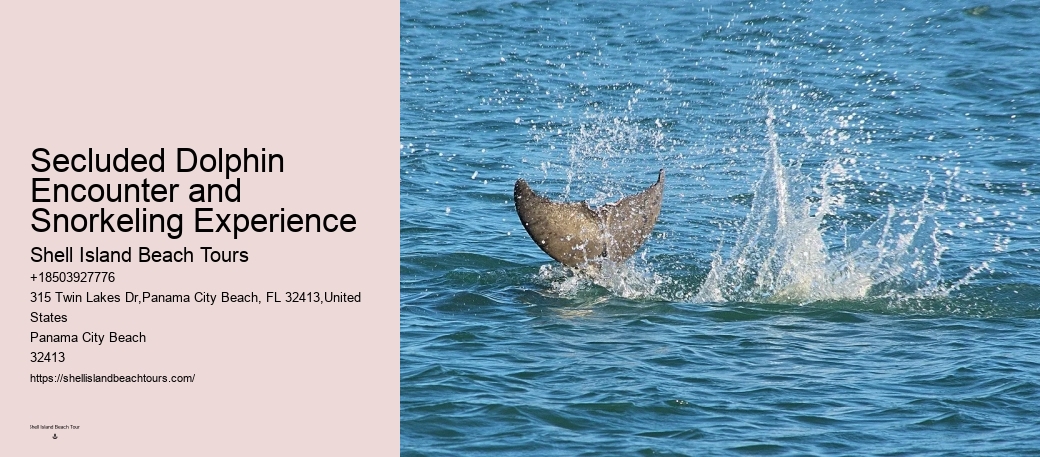 Panama City Beach Dolphin Adventure Trips