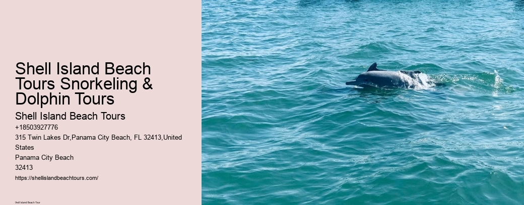 Shell Island Beach Tours Snorkeling & Dolphin Tours