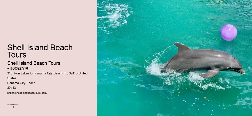 Guided dolphin tours in Panama City Beach