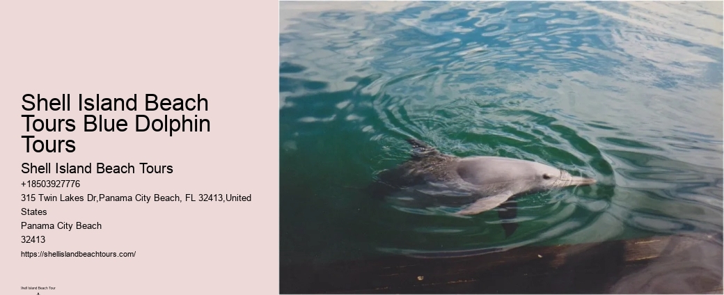 Where In Florida Do You Swim With Dolphins