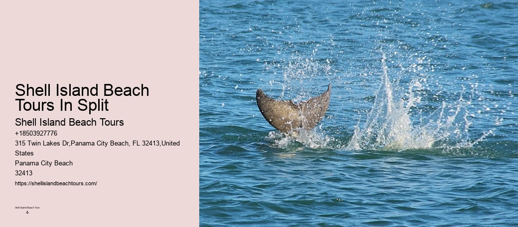 Dolphin-watching