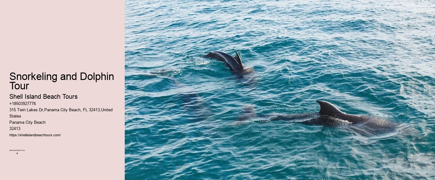 Split Marine Biology-focused Dolphin And Snorkeling Tours