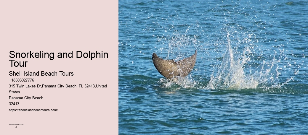 How close do the dolphin boats get to the dolphins in Panama City Beach