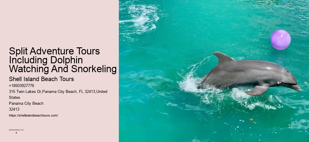 Elite Dolphin Safari with Snorkeling