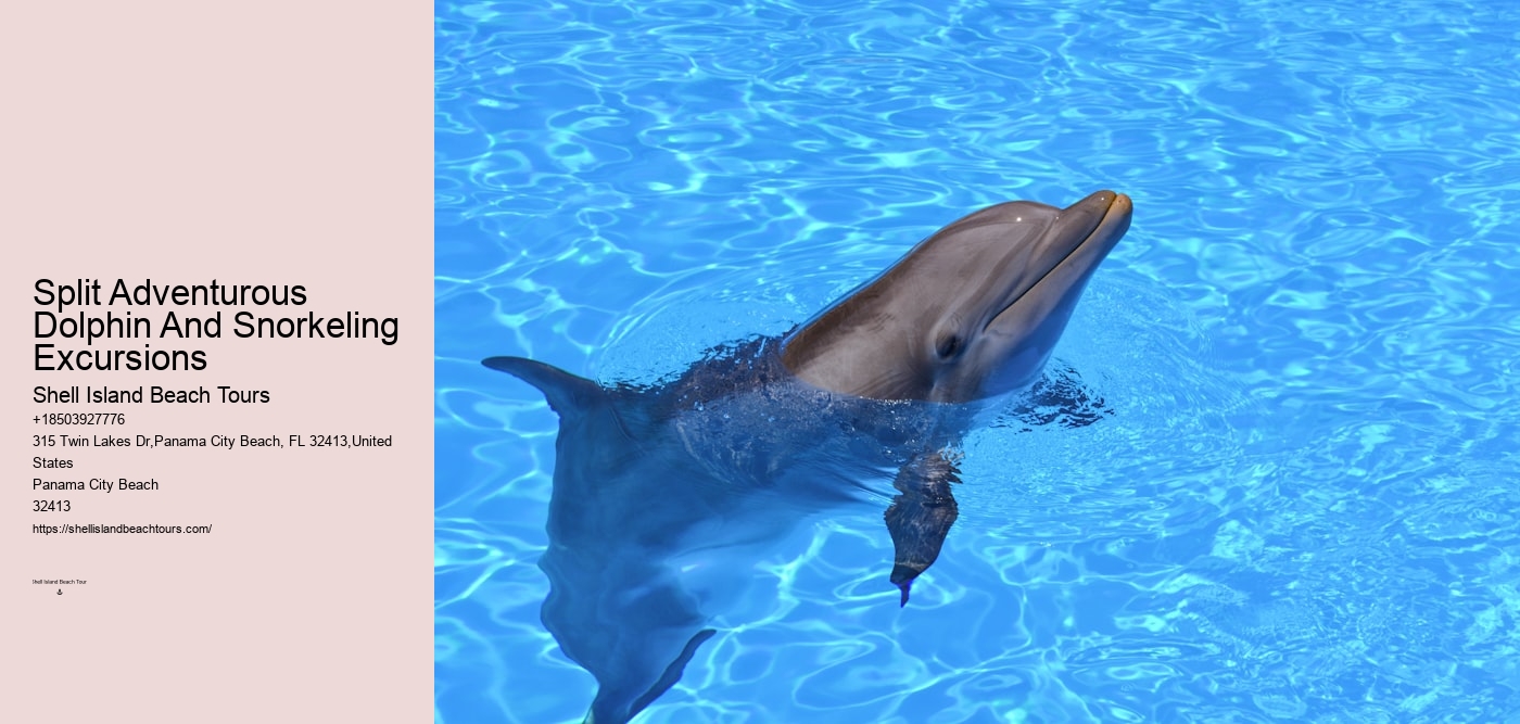 Split Adventurous Dolphin And Snorkeling Excursions