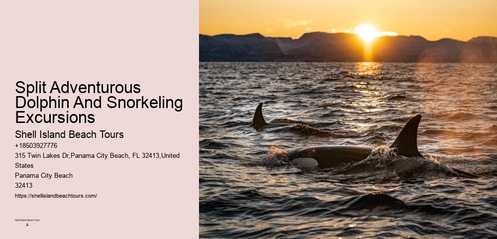 Shell Island Snorkeling & Dolphin Tours