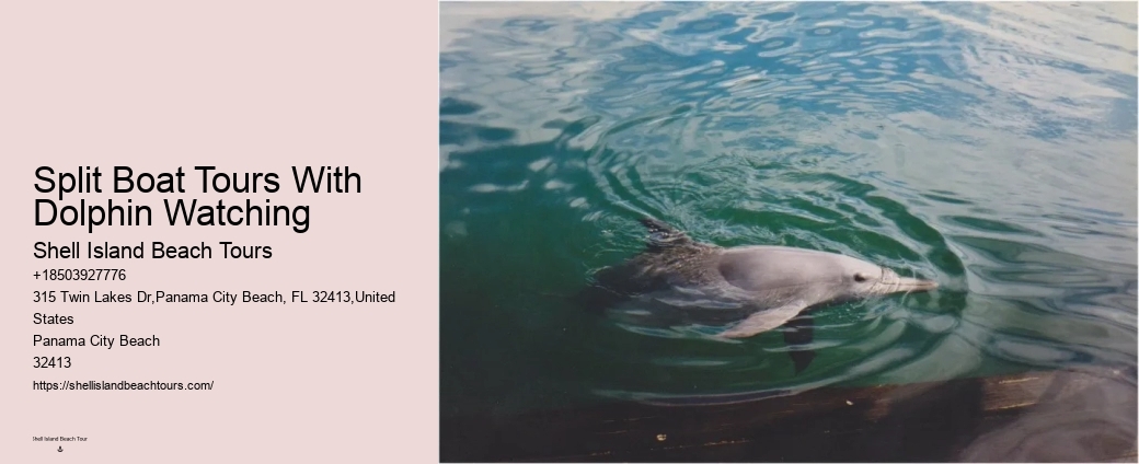 Panama City Beach Dolphin Adventure Cruises
