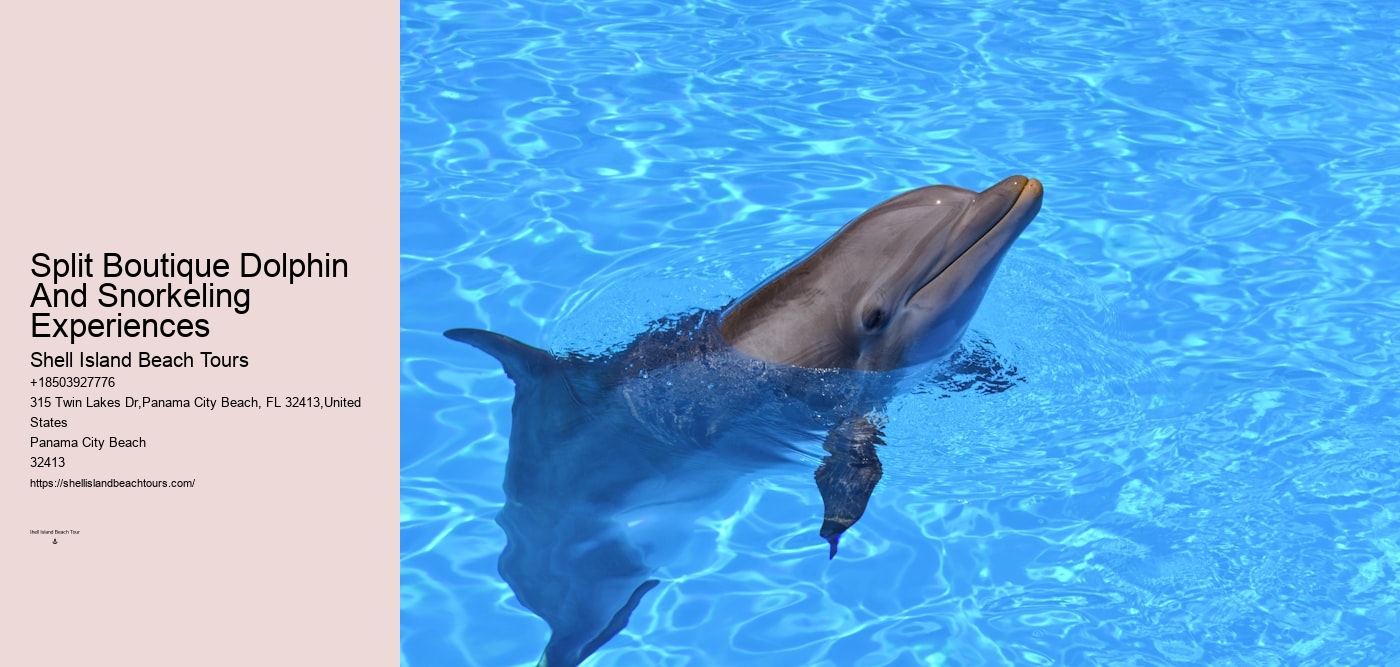 Split Boutique Dolphin And Snorkeling Experiences