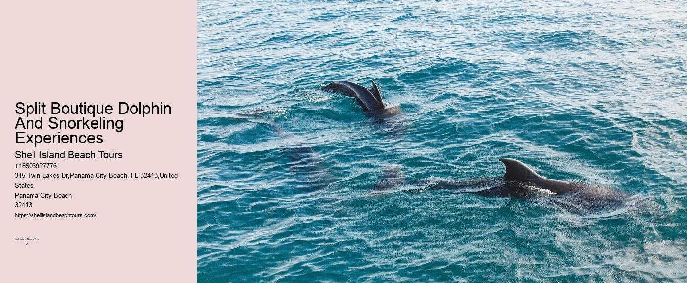 Panama City Beach dolphin spotting excursions