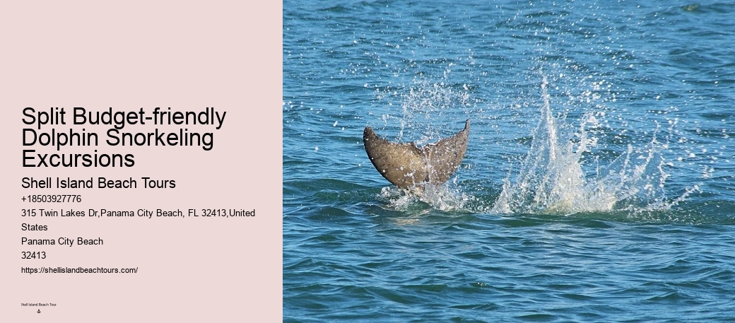 Panama City Beach dolphin boat excursions