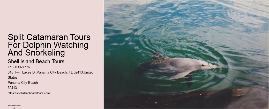 A Dolphin Swimming