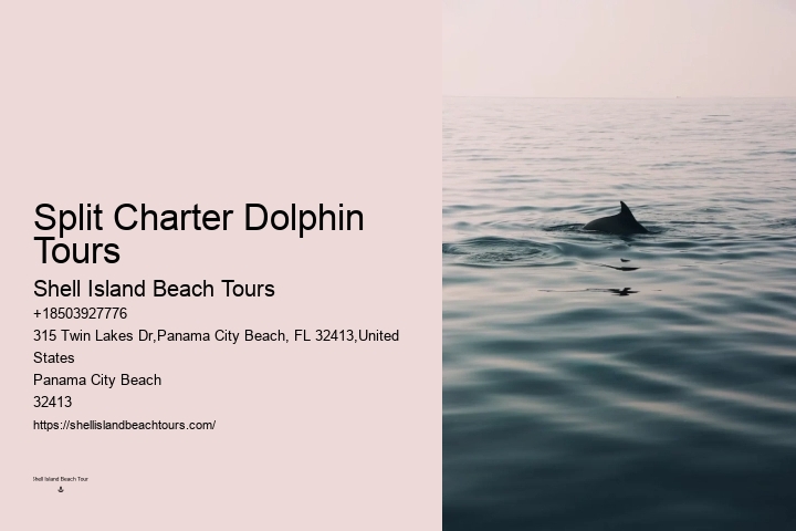 What Should You Not Do While Swimming With Dolphins