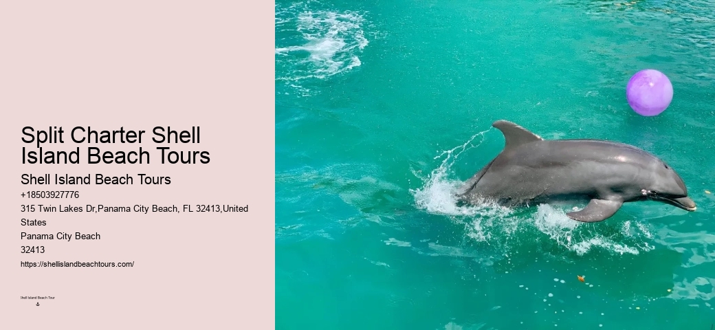 Split Educational Dolphin And Snorkeling Cruises