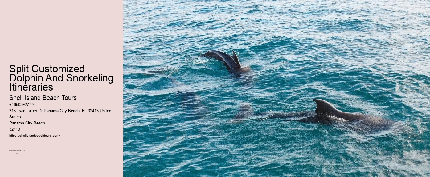 What Not To Do Around Dolphins