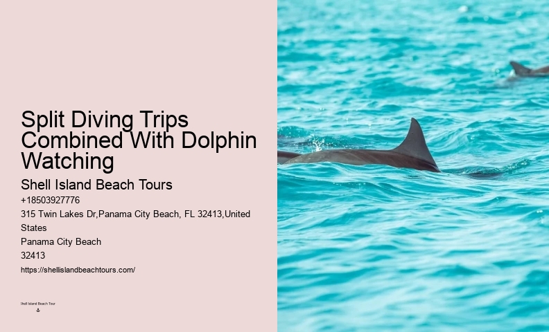 Private 2 Hour Dolphin And Snorkeling Tour