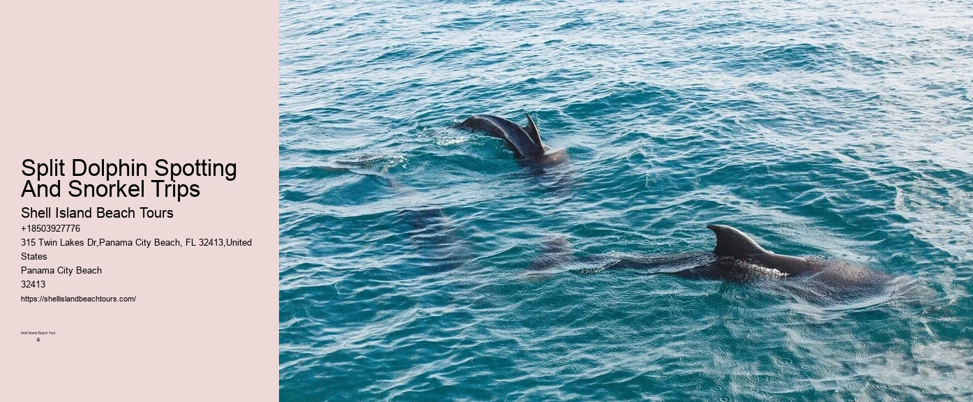 Private Dolphin Tours Hilton Head