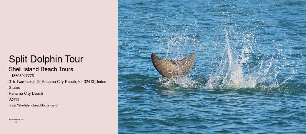 Best Time Of Year (And Day) To See Dolphins In Destin Florida