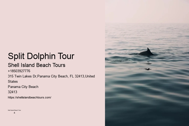 Dolphin Tours Panama City Beach Florida