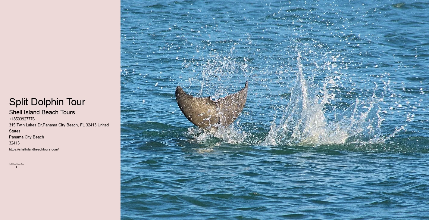 What Beach In Florida Has The Most Dolphins