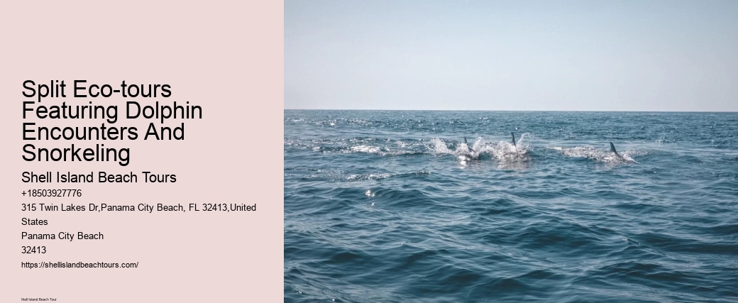 What Does It Mean If A Dolphin Is Circling You