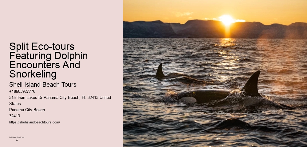 Dolphin Tours Near Me