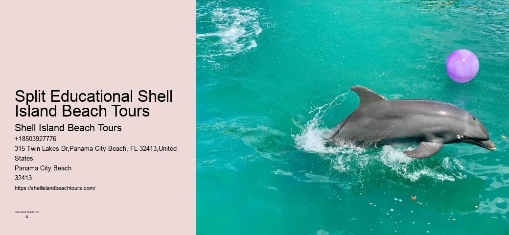 Private Dolphin Snorkeling Tours