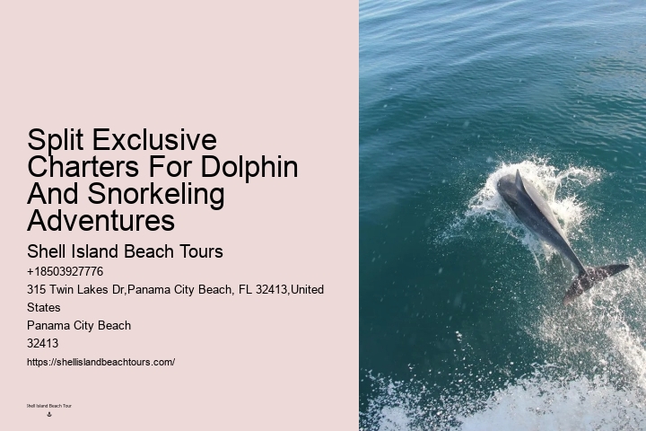 Custom Dolphin Discovery and Snorkeling Adventures