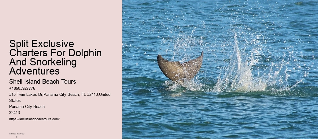Are Dolphins Naturally Friendly Toward Humans