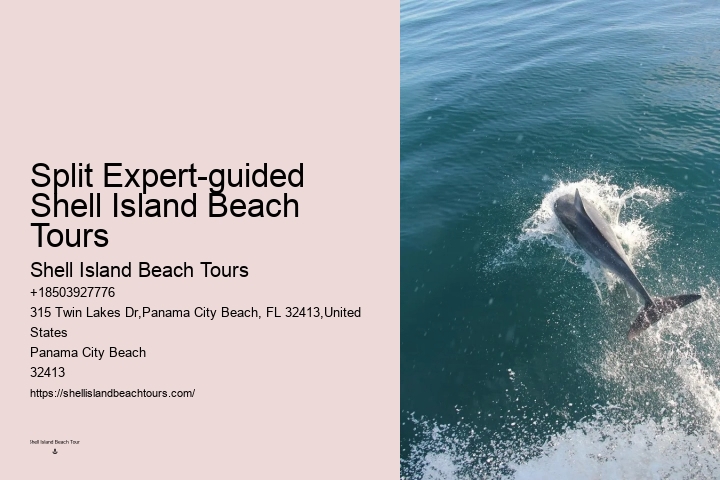 Best Places To See Wild Dolphins
