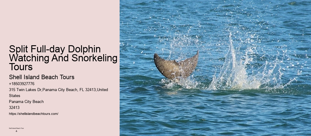 Charter Dolphin