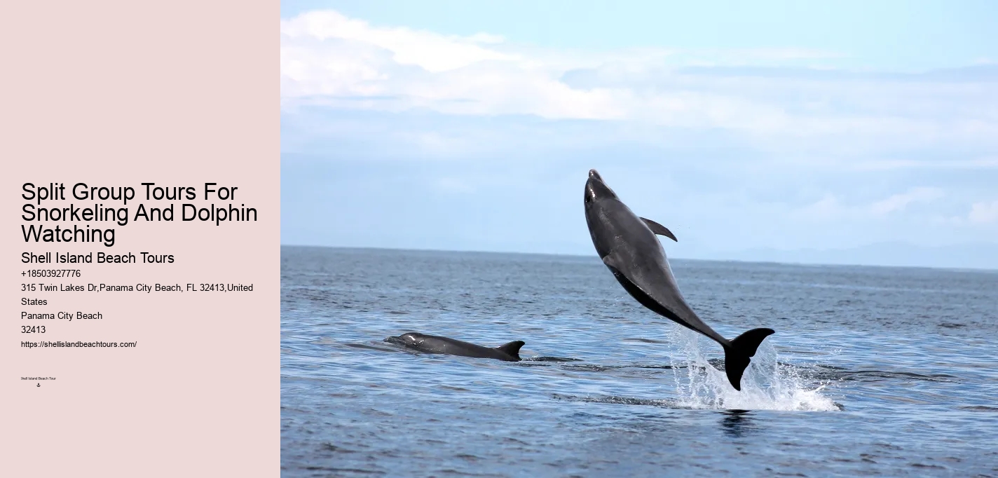 Bespoke Dolphin Expedition with Snorkeling