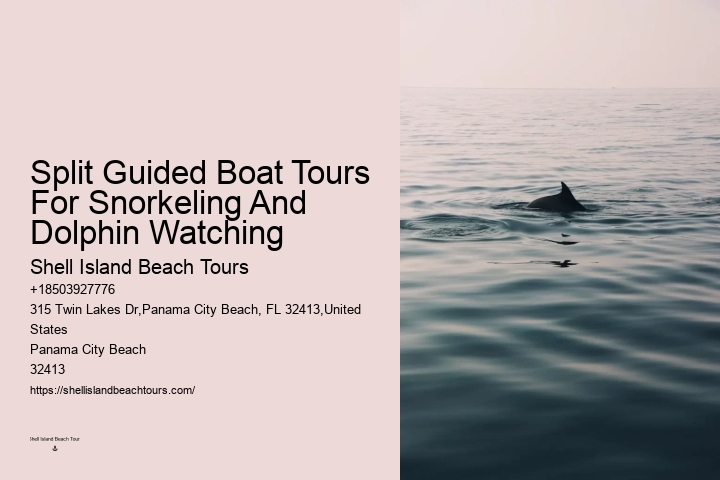Panama City Beach dolphin safari