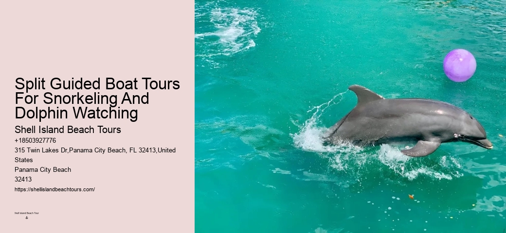 Are dolphin tours in Panama City Beach narrated by guides