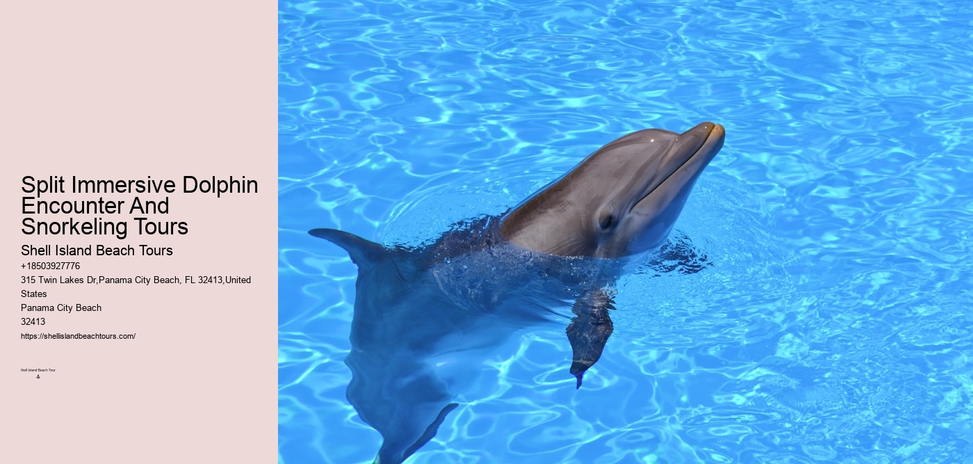 Split Immersive Dolphin Encounter And Snorkeling Tours