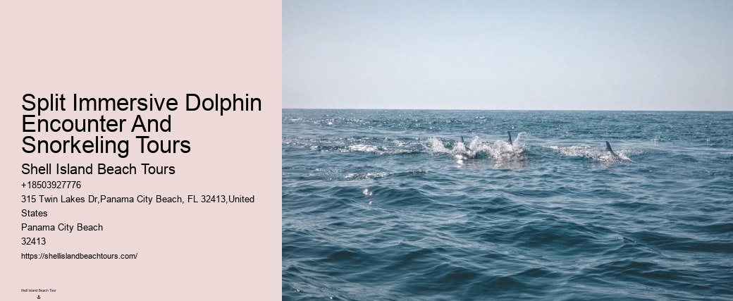 Elite Dolphin Expedition and Snorkeling Tours