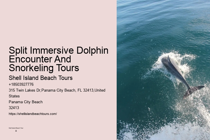 Where Can I See Dolphins In Panama