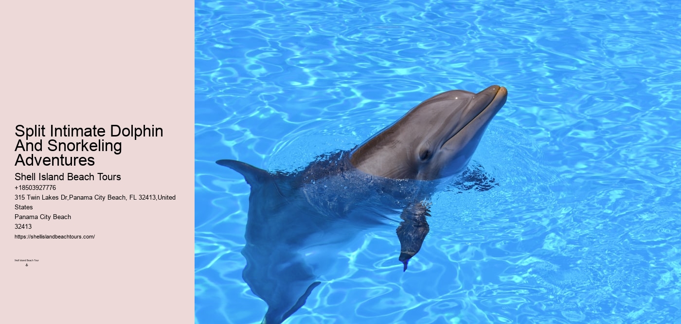 Split Intimate Dolphin And Snorkeling Adventures