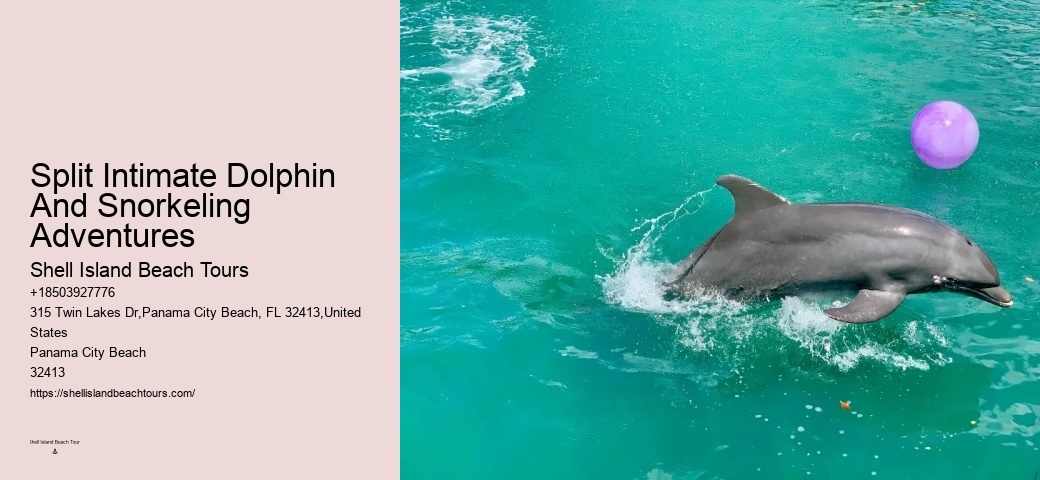 Are there any restrictions on interactions with dolphins during the tours in Panama City Beach