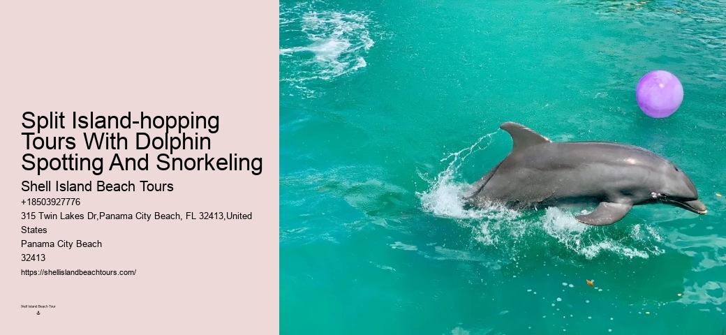 Shell Island Dolphin