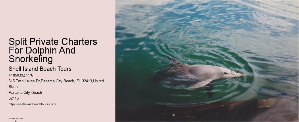Dolphins And Snorkeling