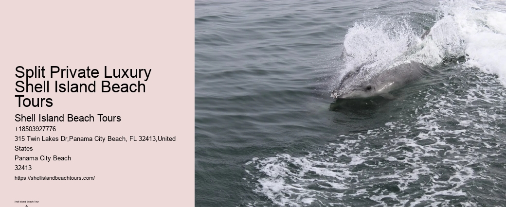 Can I take photos during the dolphin tour in Panama City Beach