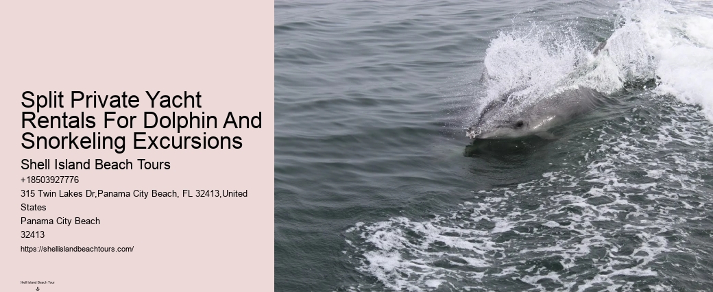 Do Dolphins Like Swimming With Humans
