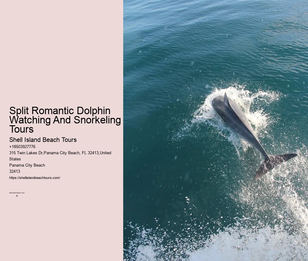 VIP Dolphin Discovery and Snorkeling Tours