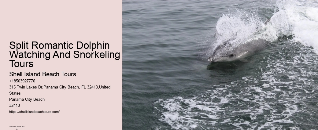 2 Hour Private Dolphin Tour