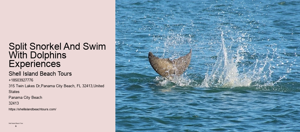 Split Charter Dolphin Snorkeling Tours