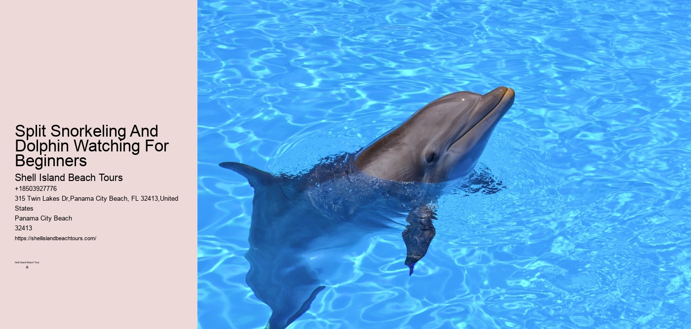 Split Snorkeling And Dolphin Watching For Beginners