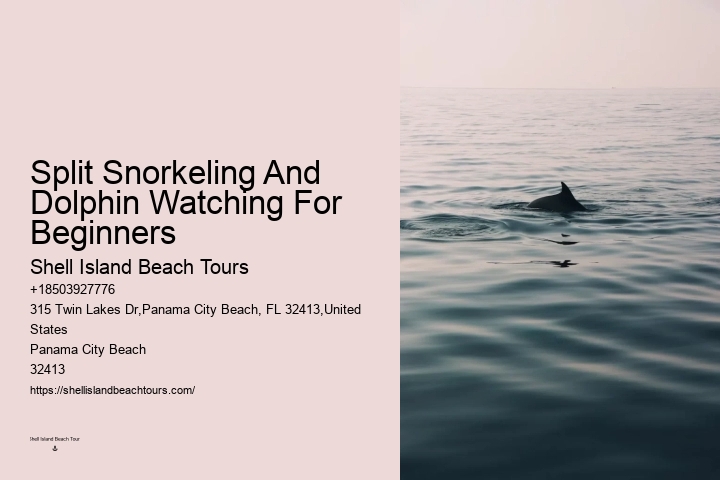 PCB Dolphin Spotting Cruises