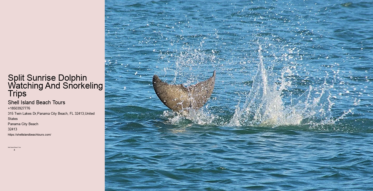 How Do Dolphins Know Humans Are Pregnant