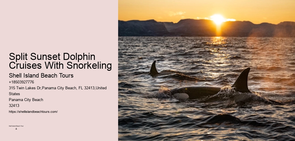 Charter Dolphin Snorkeling